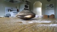Молюск поедает соль