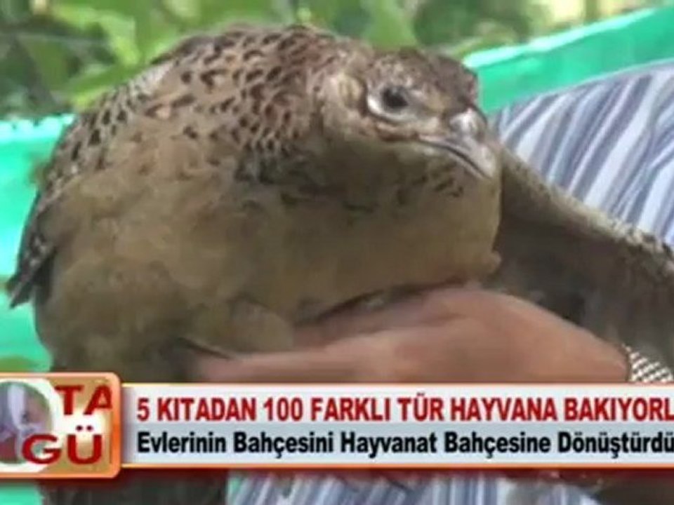 5 KITADAN 100 FARKLI TÜR HAYVANA BAKIYORLAR