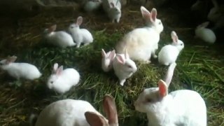 Tavşanlarımın Son Halleri...Çok Sempatikler