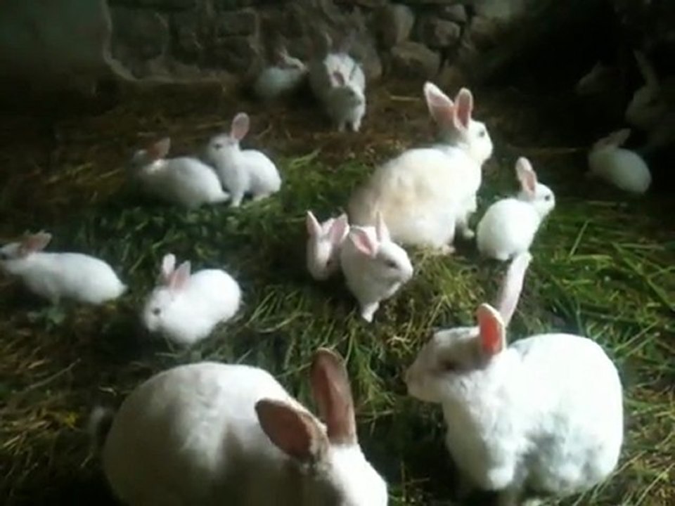Tavşanlarımın Son Halleri...Çok Sempatikler
