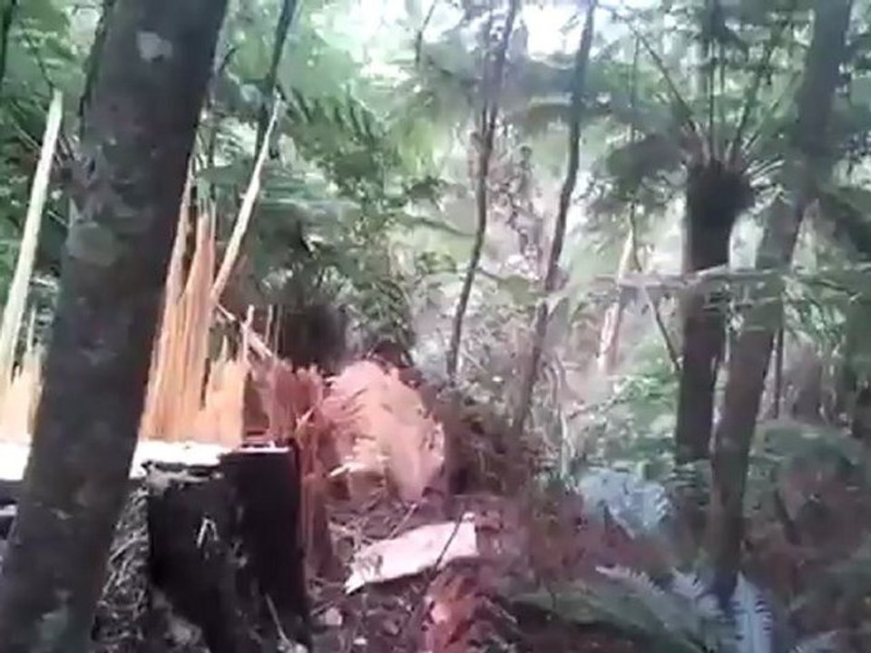 Auckland Tree Services And Tree Works – Tree King