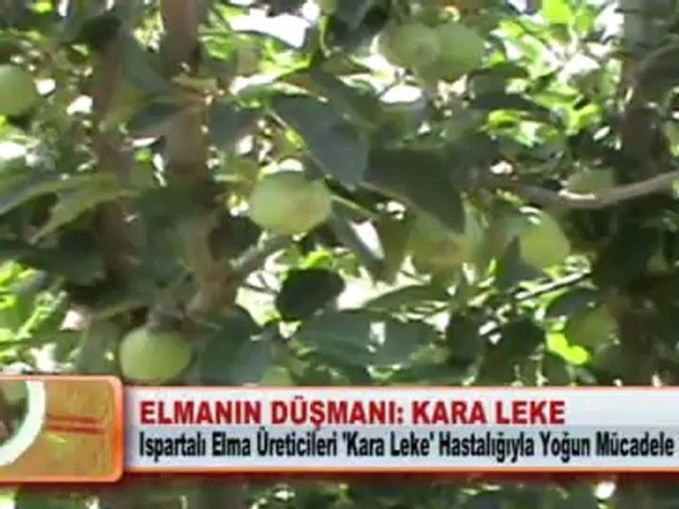 ELMANIN DÜŞMANI KARA LEKE
