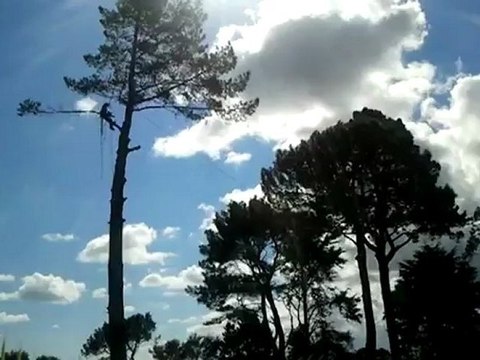 Tree Removal And Tree Trimming In Auckland – Tree King