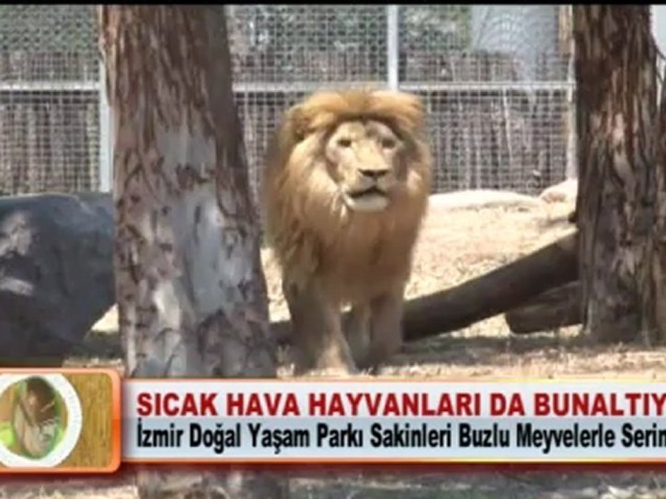SICAK HAVA HAYVANLARI DA BUNALTIYOR