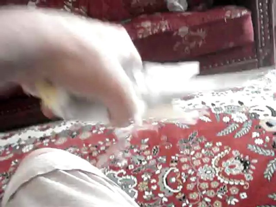 erkek sultan papağanı :))