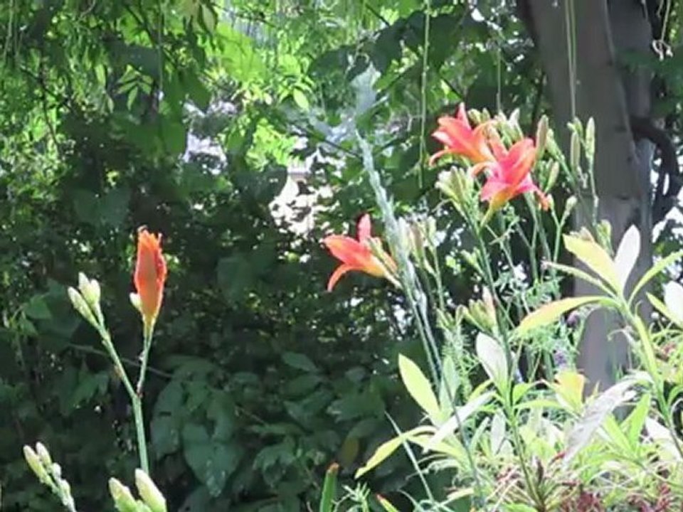 Swans and Walls by michael hermiston