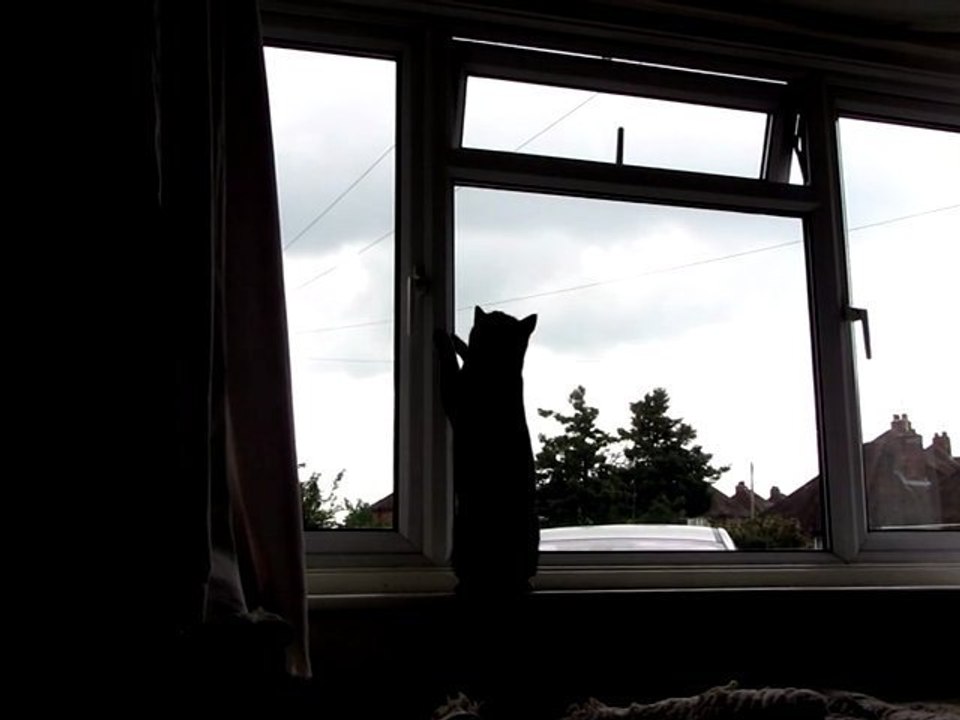 My First Cat Video