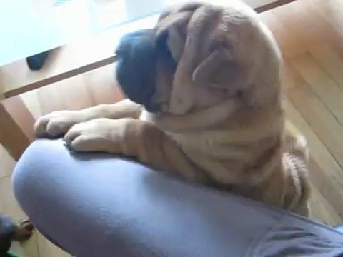 Happy Hippy Flower Power des Lueurs Australes