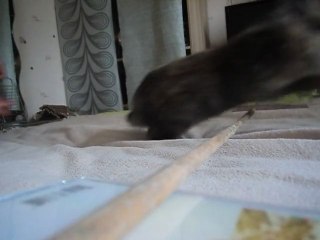 début de happy au kaninhop