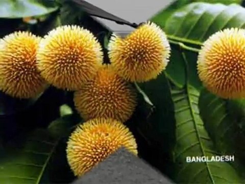 Nazrul Geeti - Borosha Oi Elo Borosha- Jaheda Begum