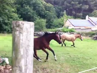 Bergamote DSA: Key Insights