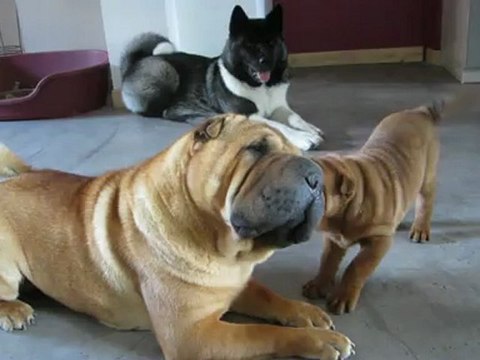 Hot Red Pepper des Lueurs Australes