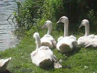Les cygnes
