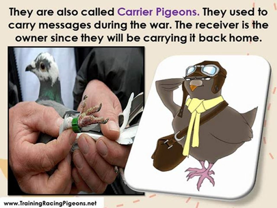 Guaranteed Benefits of Getting Homing Pigeons