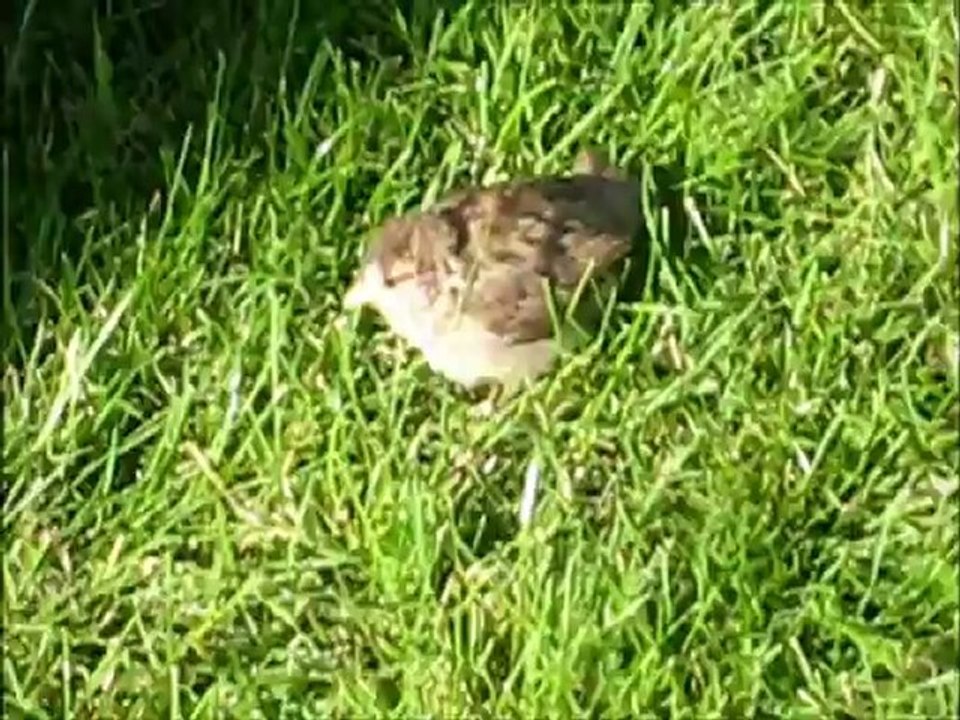 Envol d'un moineau le 15.07.2012