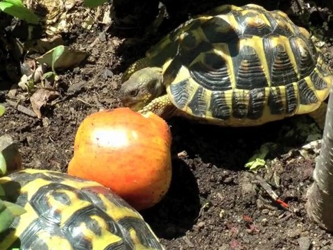 Tortues d'Hermann - Fins gourmets 2
