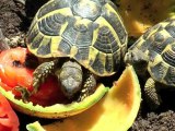 Tortues d'Hermann - Fins gourmets 3