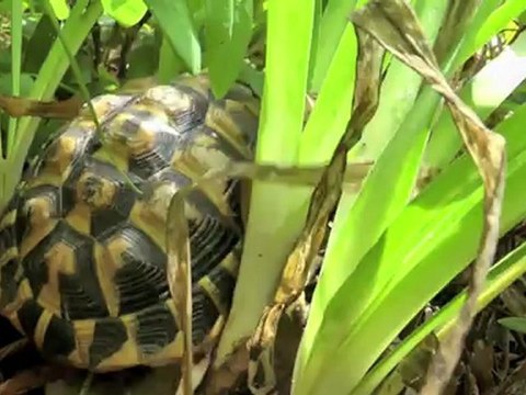 Tortues d'Hermann - Le choc des titans