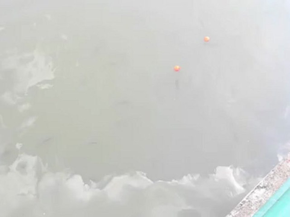 Quand les poissons s'amusent!...