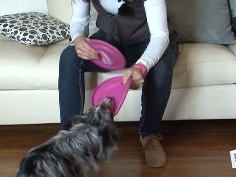 Dressage chien: rapporter un objet