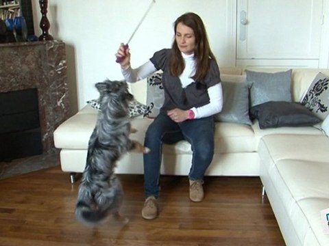Cours Dressage: chien debout sur pattes arrières