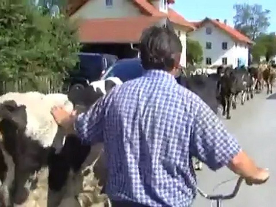 Cow shares | made in germany