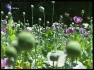 Opio y heroina global: Afganistan