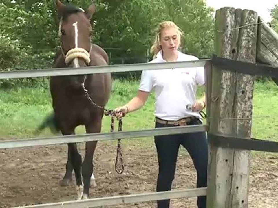Leading the Horse on the Pasture