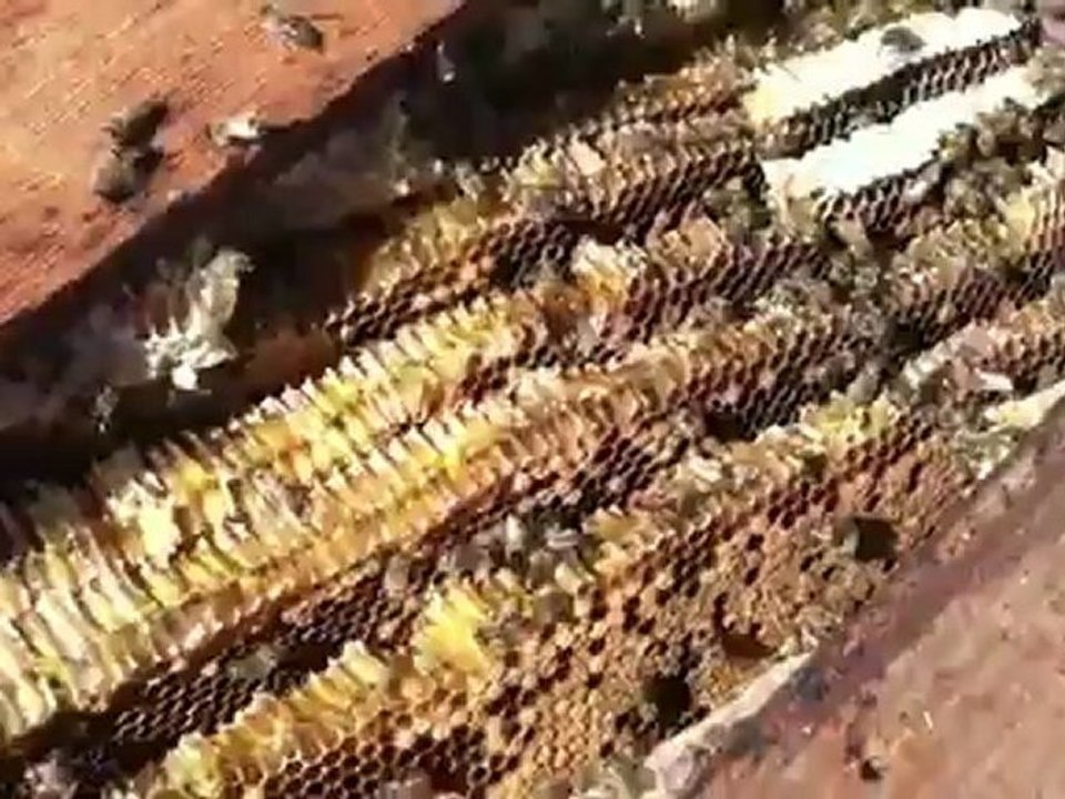 Part: 2 Live Bee Removal By Bee Green Natural Bee ...