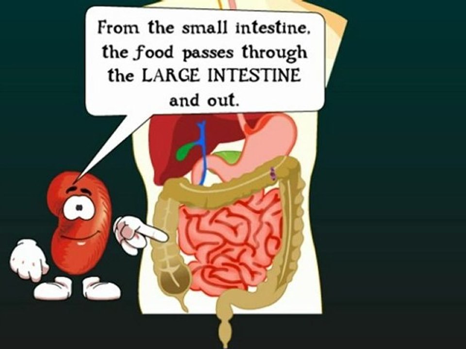 Various Systems of Our Body - Science Tutorials of CBSE Class III