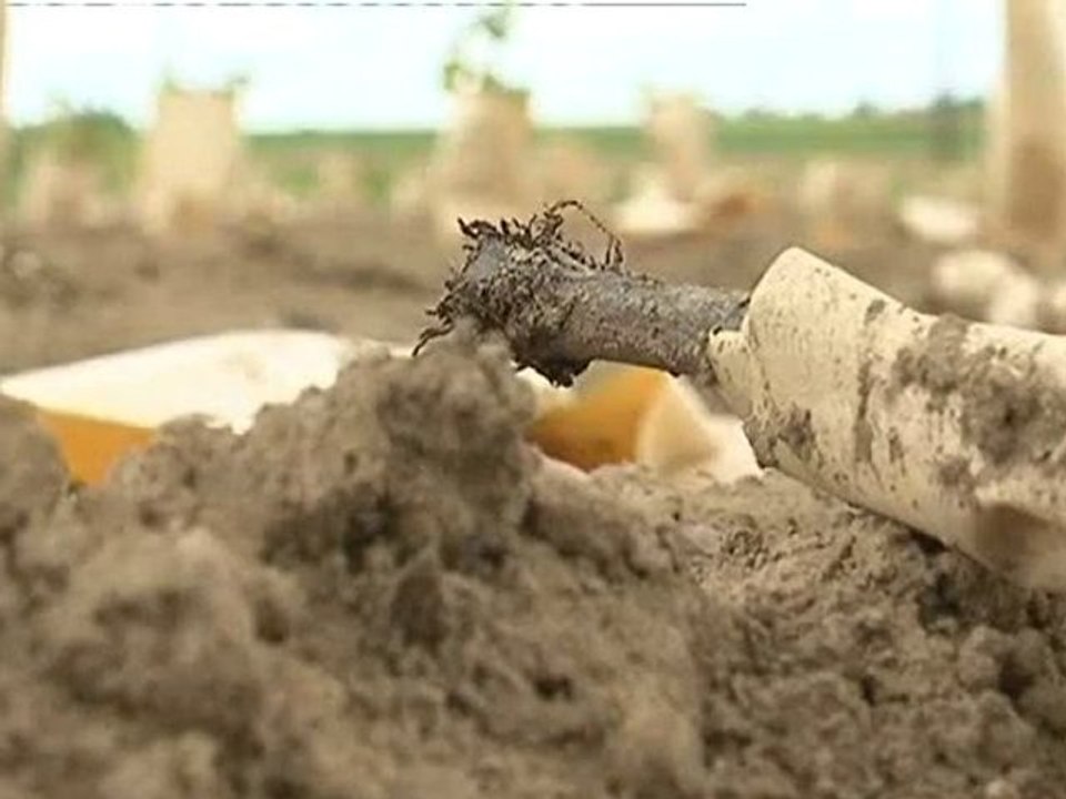 Pieds de vignes arrachés dans le vignoble nantais