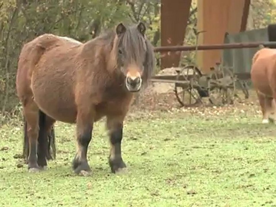 Horse Birthday