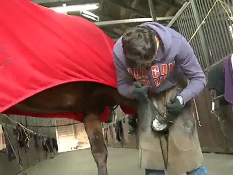 Thrush at the horse's hooves