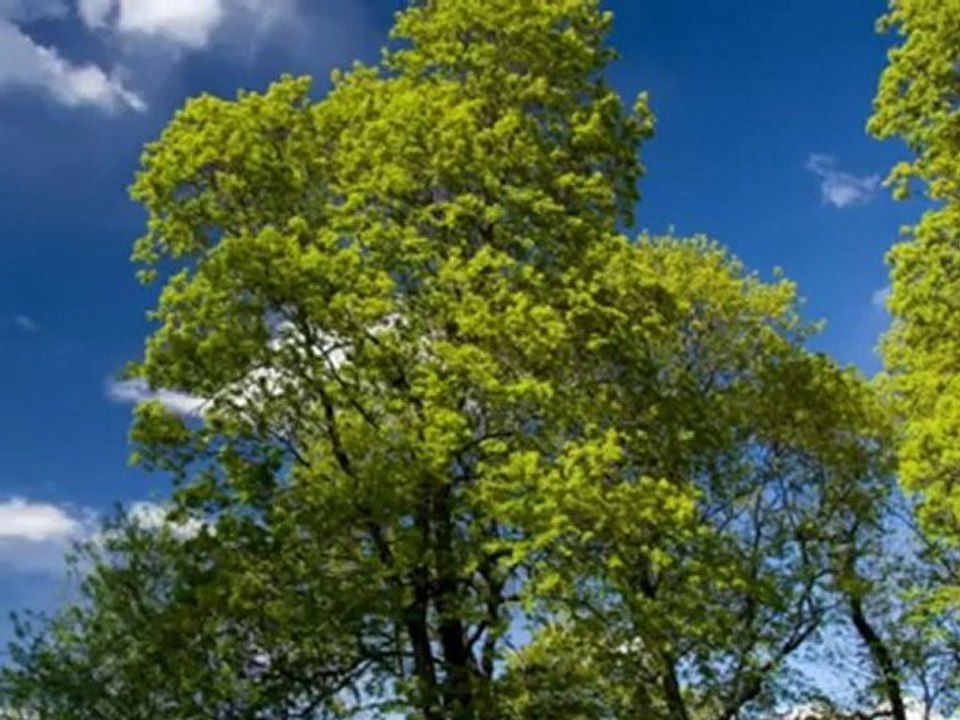 Wright Tree Services - (603) 532-8886