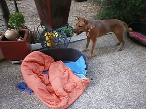 Redden et Eros jouant sur la terrasse