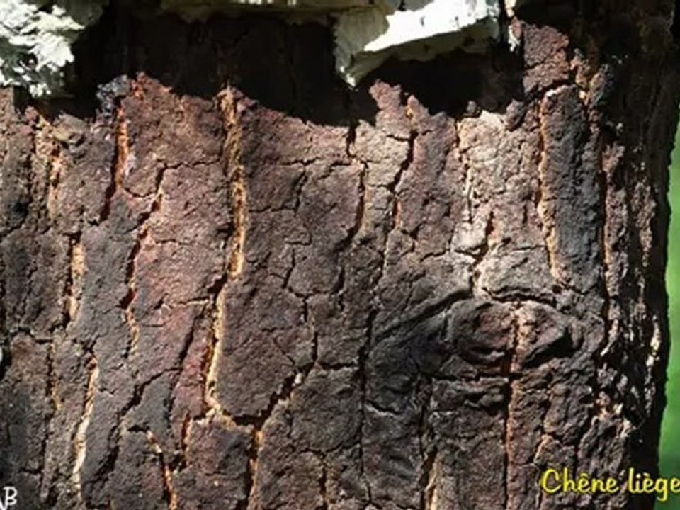 com un arbre nu.-show0