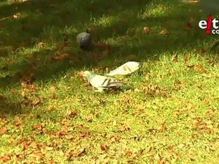 Euskadiko Literatura Sariak 2010: Patxi Zubizarreta