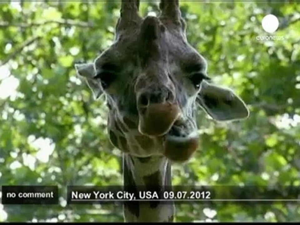 Légos grandeur nature au zoo de New York - no comment