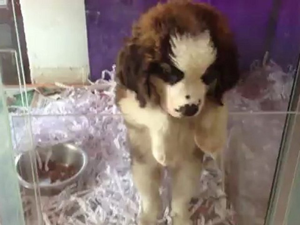 ST BERNARD SATİLİK 0 533 397 45 77