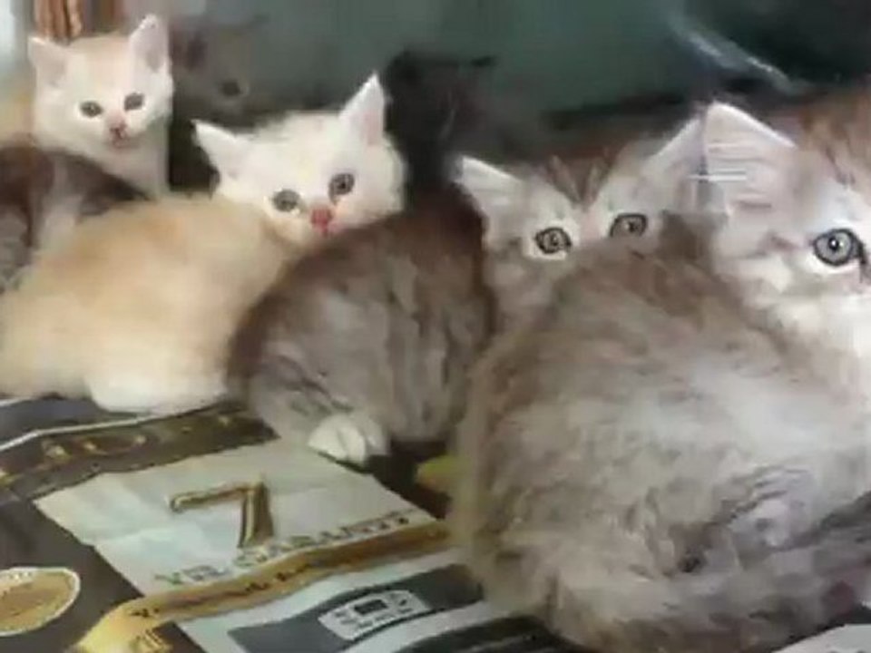 satilik iran kedisi yavruları 0 533 397 45 77