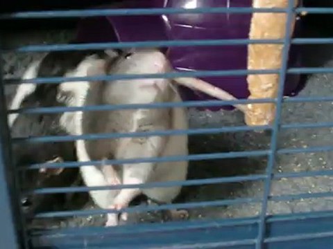 Yela et Bebop goutent les friandises de Tata PA