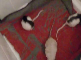 Intégration Lassa partie 1