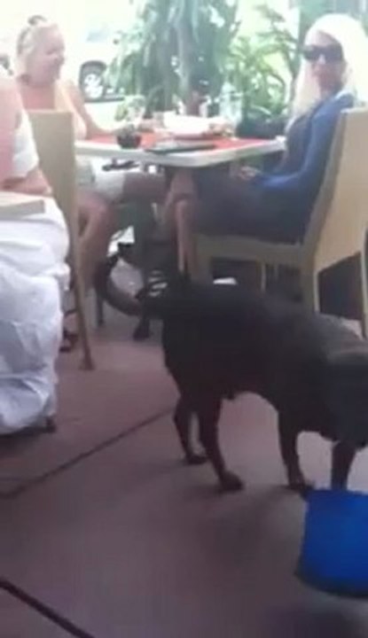 O cão ideal para quem não gosta de trabalhar