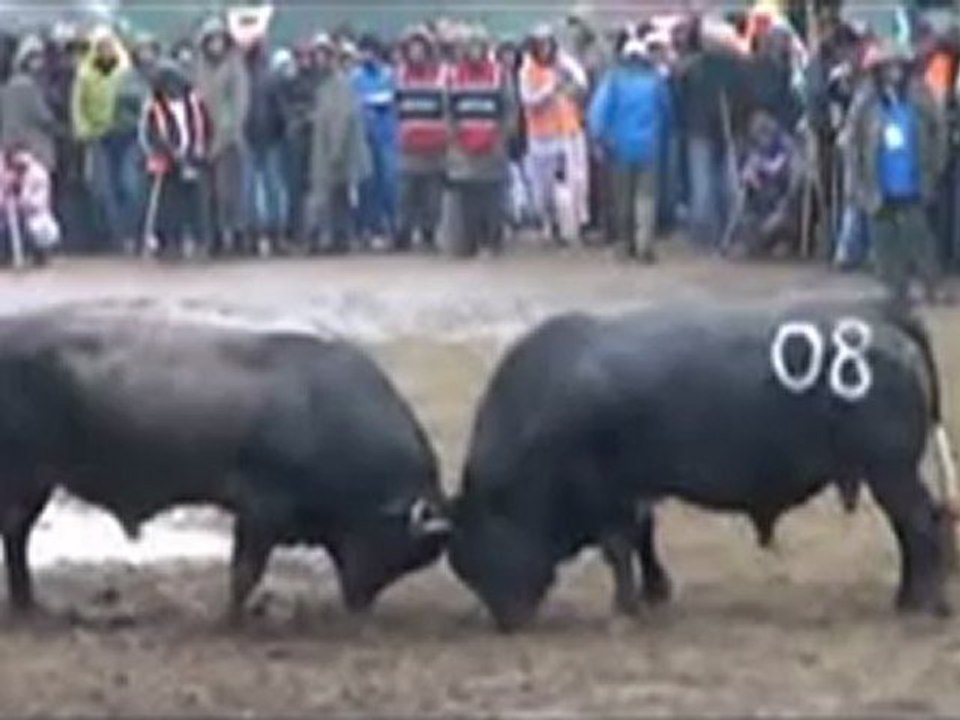 Kafkasör Festivali 2012 Boğa Güreşleri-Başaltı 1.Tur Güreşleri