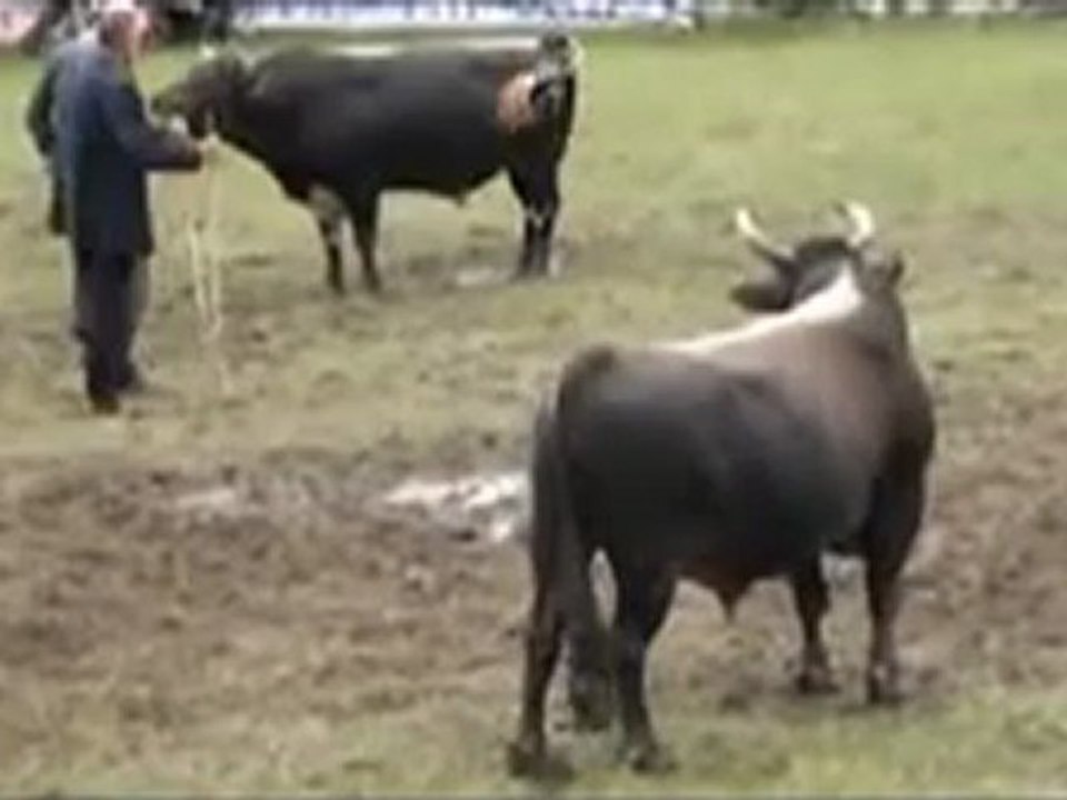 Kafkasör Festivali 2012 Boğa Güreşleri-Küçük Orta 1.Tur Güreşleri