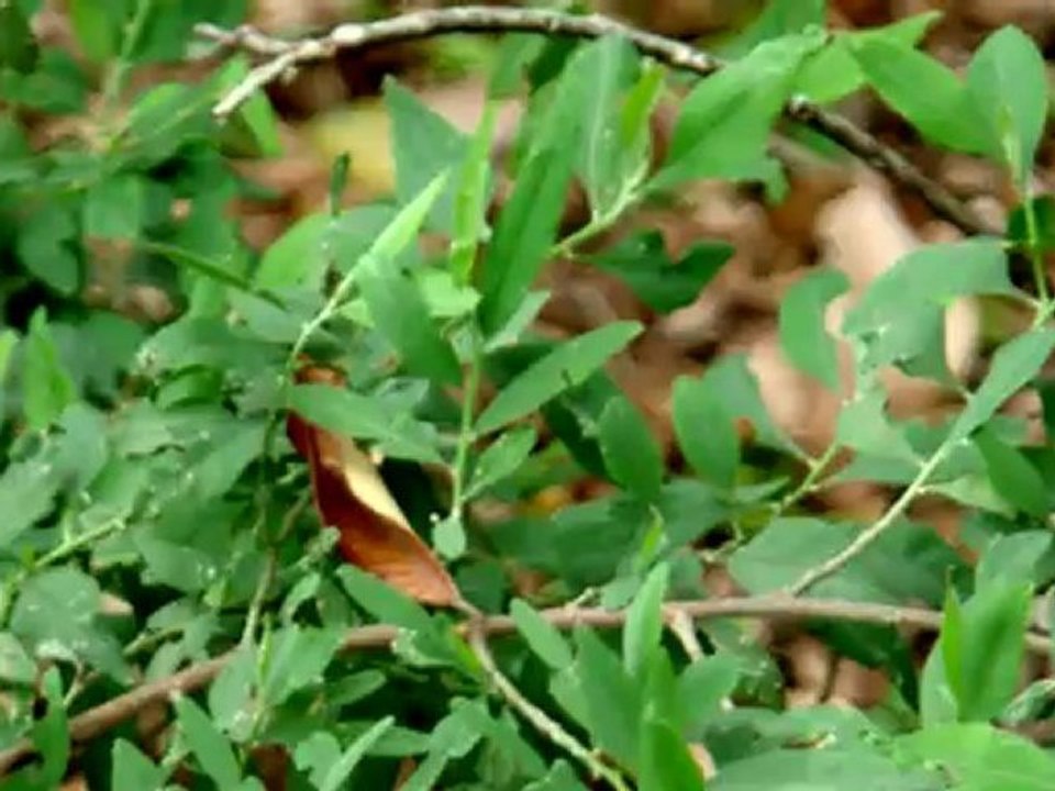 Bois de sable