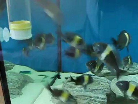 Wild Duboisi Maswa - Ahmet ŞEKER