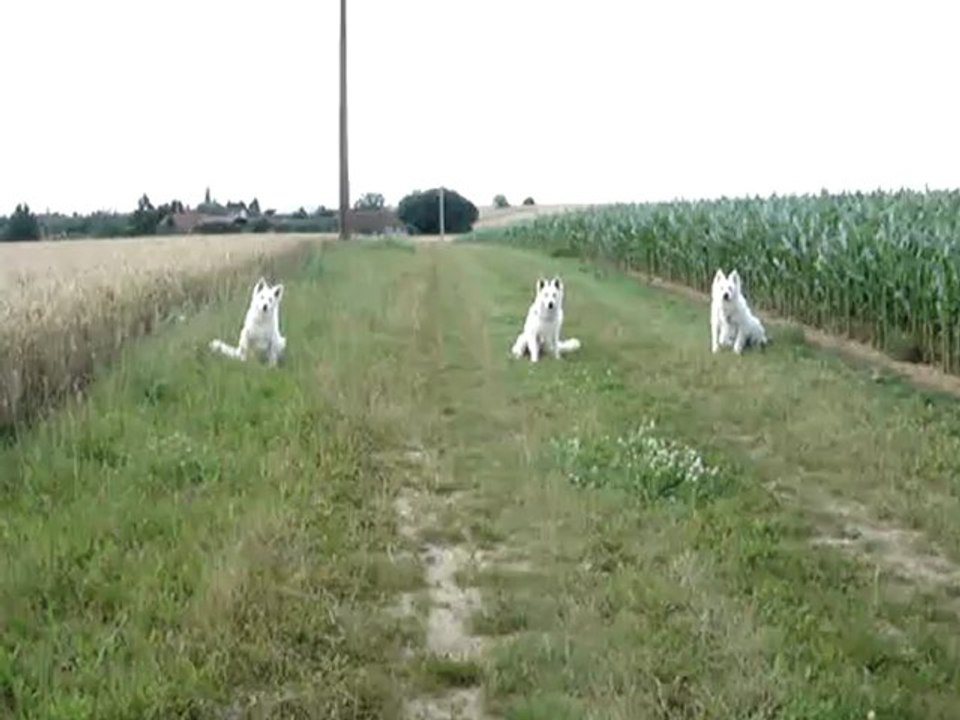 Départ "pas bouger !"