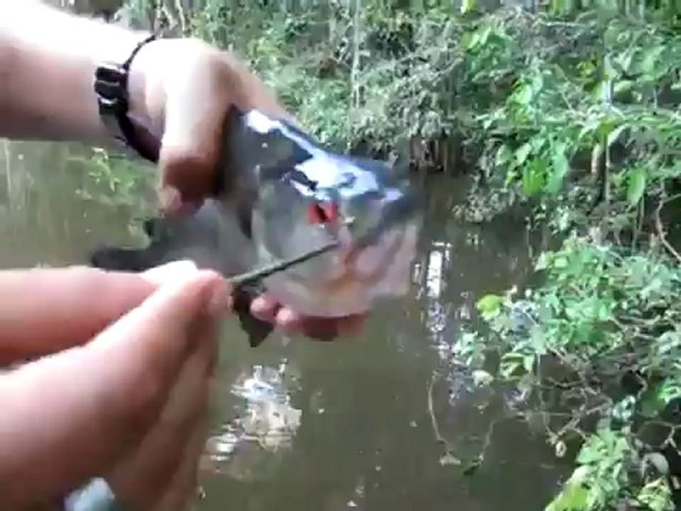 O peixe que mais parece uma tesoura de poda