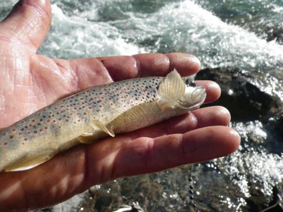 sortie peche en juillet sur les hautes alpes